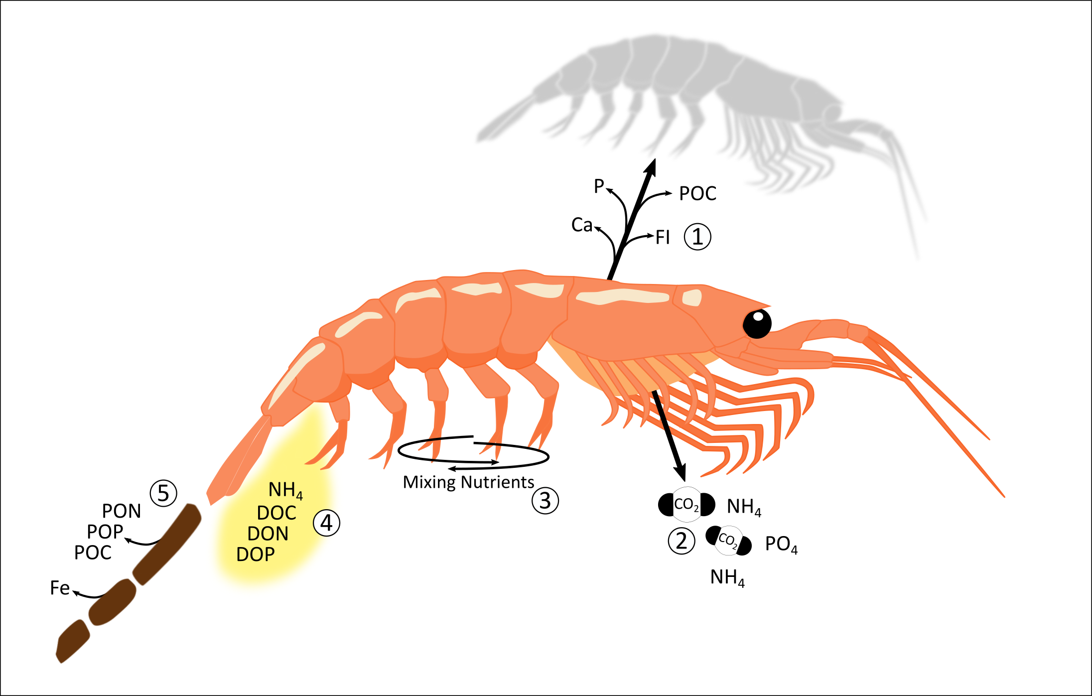 New WWF-funded project on Southern Ocean zooplankton carbon sequestration